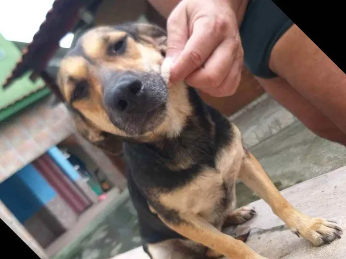 Cachorro ra a Virá lata e mestiço  idade 1 ano nome Raspadinha