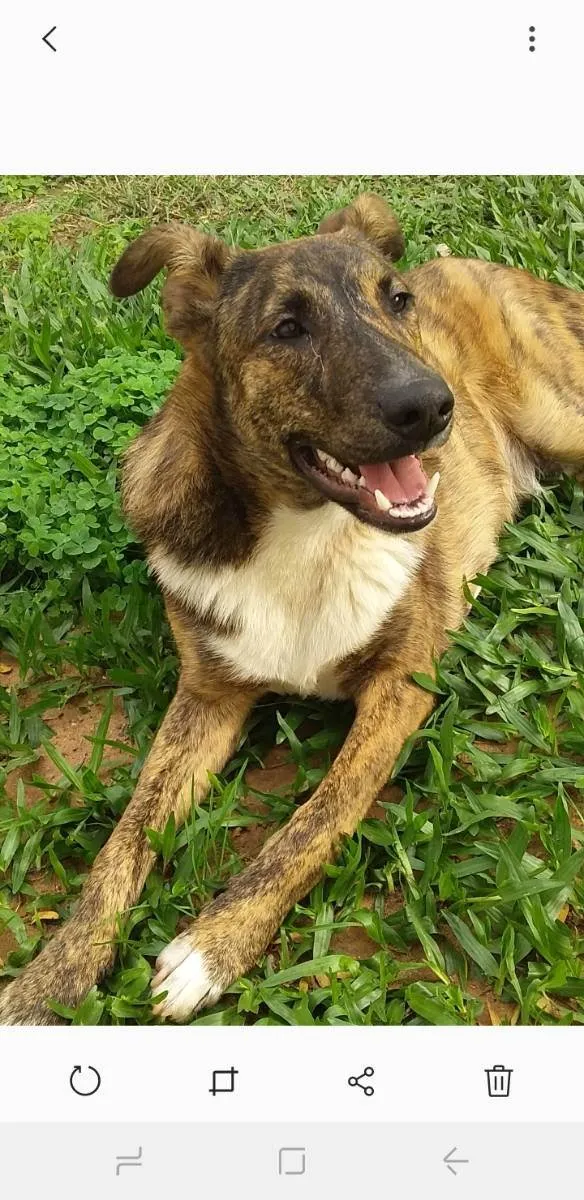 Cachorro ra a Vira lata mistura com raça des idade 2 anos nome Tobi