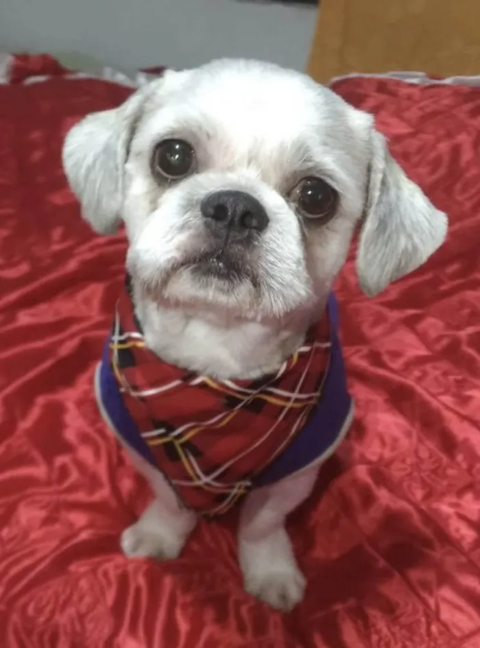 Cachorro ra a Mestiço  idade 1 ano nome Luke 