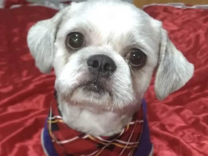 Cachorro ra a Mestiço  idade 1 ano nome Luke 