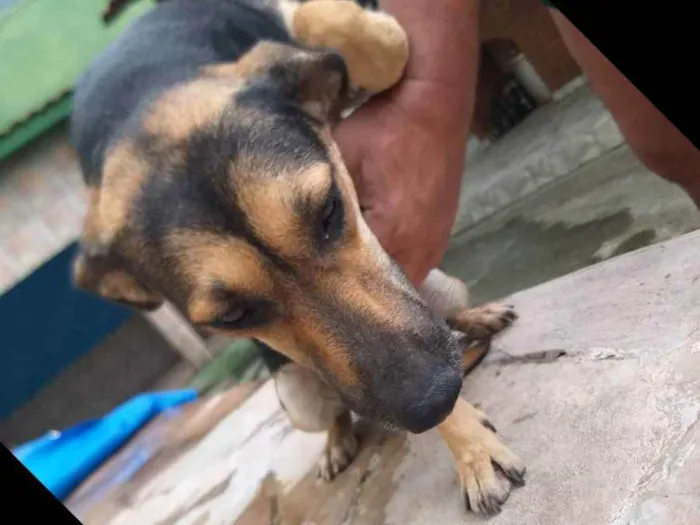 Cachorro ra a Virá lata e mestiço  idade 1 ano nome Raspadinha