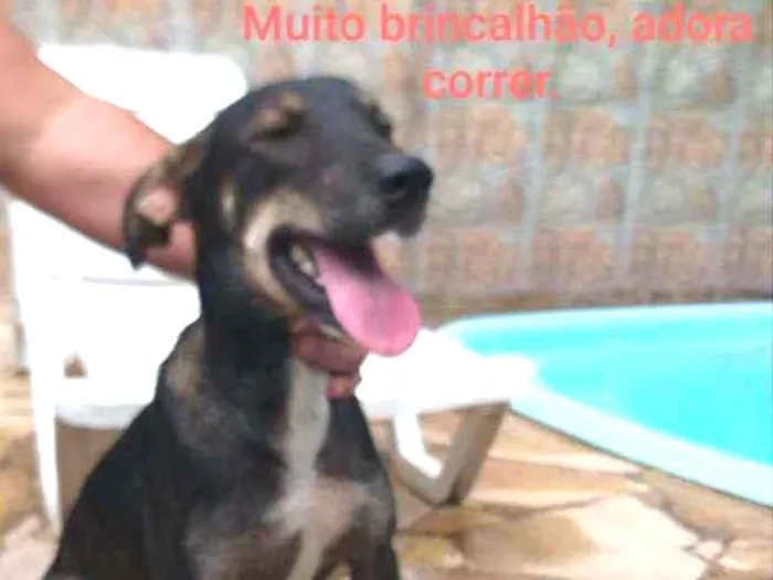 Cachorro ra a Mestiça  idade 1 ano nome Faísca 