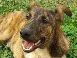 Cachorro raça Vira lata mistura com raça des idade 2 anos nome Tobi