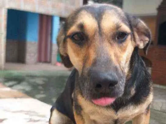 Cachorro ra a Virá lata e mestiço  idade 1 ano nome Raspadinha