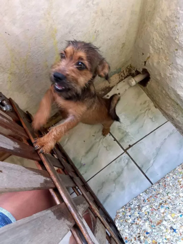 Cachorro ra a Mistura puduo ,com vira lata idade 7 a 11 meses nome Pacoca