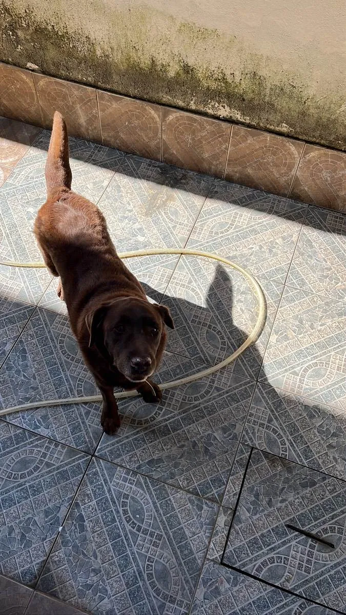 Cachorro ra a Labradora  idade 6 ou mais anos nome Zyra