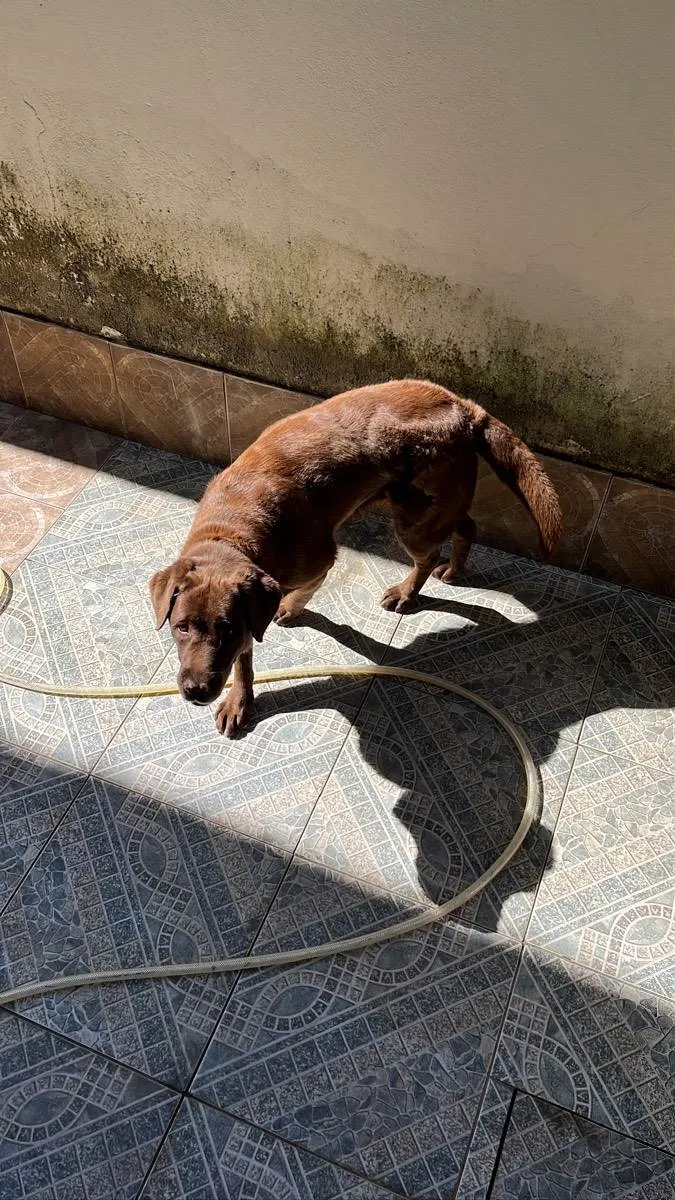 Cachorro ra a Labradora  idade 6 ou mais anos nome Zyra