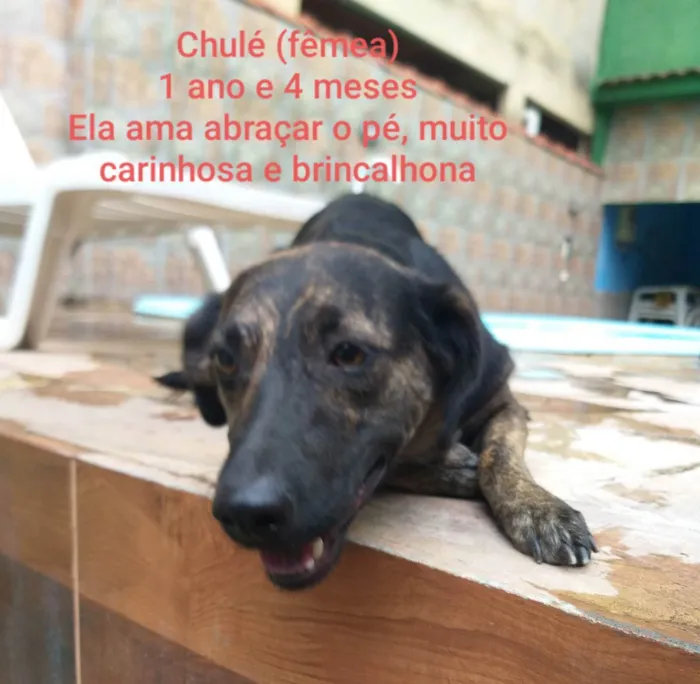 Cachorro ra a Vira-lata  idade 1 ano nome Chulé 