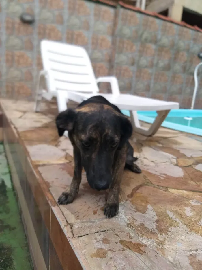 Cachorro ra a Vira-lata  idade 1 ano nome Chulé 