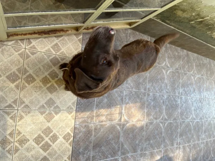 Cachorro ra a Labradora  idade 6 ou mais anos nome Zyra