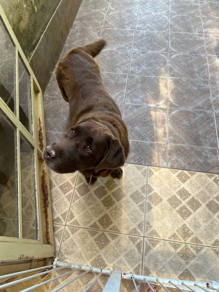 Cachorro ra a Labradora  idade 6 ou mais anos nome Zyra