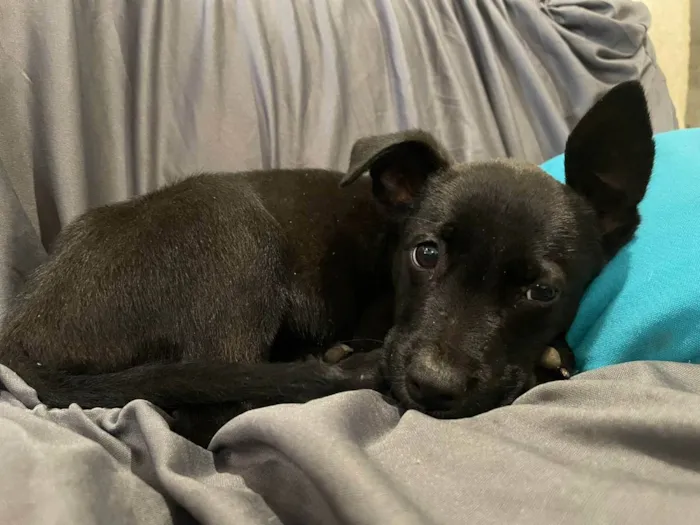 Cachorro ra a S.R.D idade Abaixo de 2 meses nome Sem nome