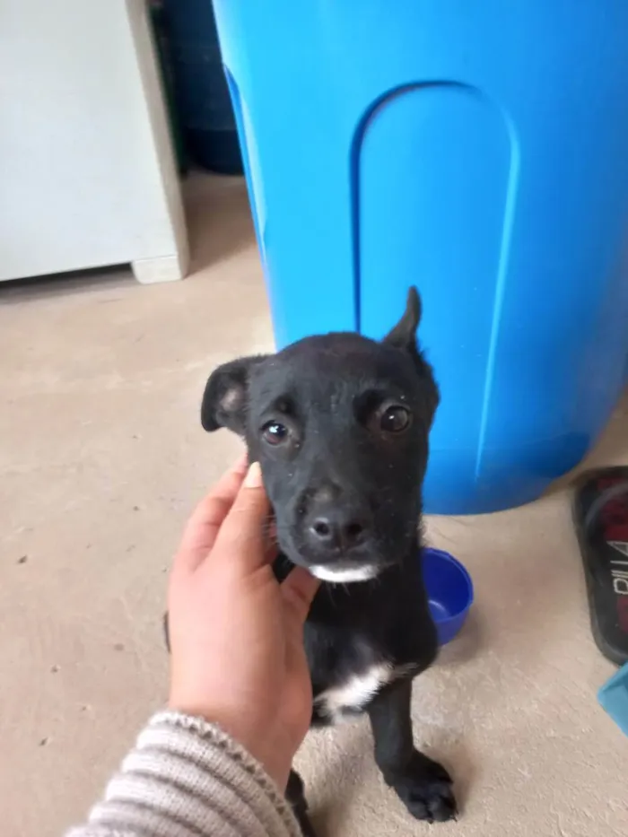 Cachorro ra a S.R.D idade Abaixo de 2 meses nome Sem nome