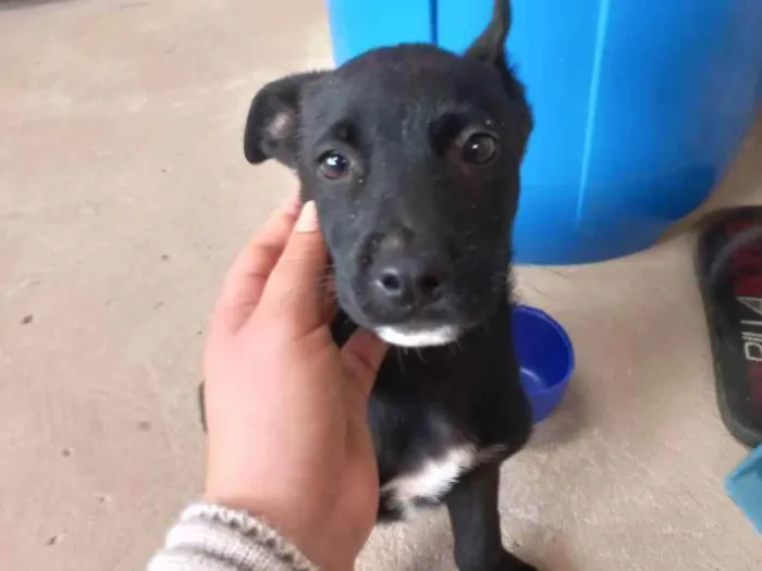Cachorro ra a S.R.D idade Abaixo de 2 meses nome Sem nome