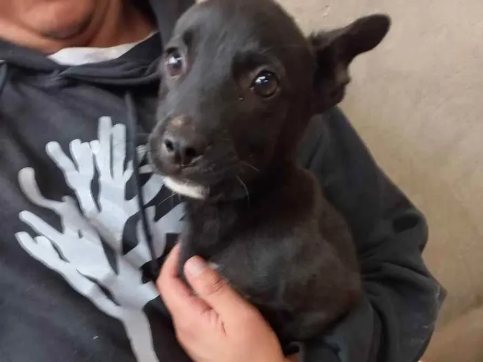 Cachorro ra a S.R.D idade Abaixo de 2 meses nome Sem nome