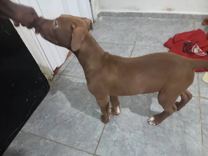 Cachorro ra a Pitbull Terrier  idade 2 a 6 meses nome Pitbull Terrier 