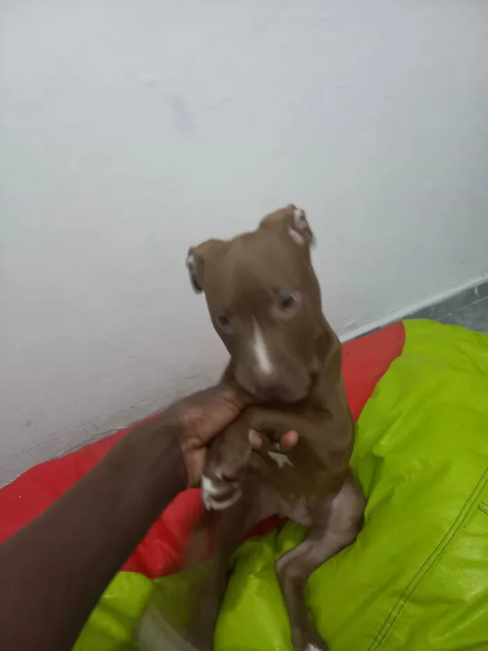 Cachorro ra a Pitbull Terrier  idade 2 a 6 meses nome Pitbull Terrier 