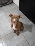 Pitbull Terrier 