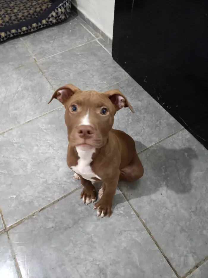 Cachorro ra a Pitbull Terrier  idade 2 a 6 meses nome Pitbull Terrier 