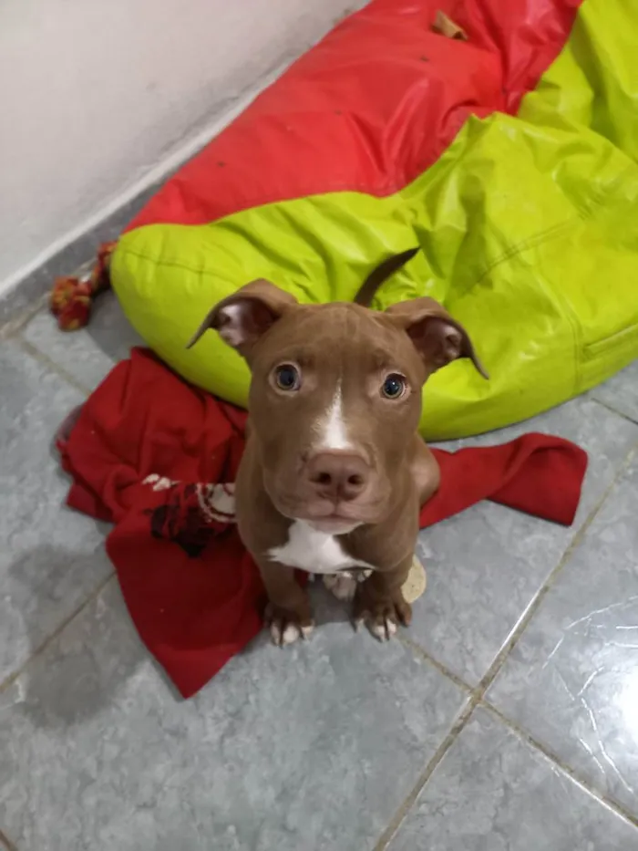 Cachorro ra a Pitbull Terrier  idade 2 a 6 meses nome Pitbull Terrier 