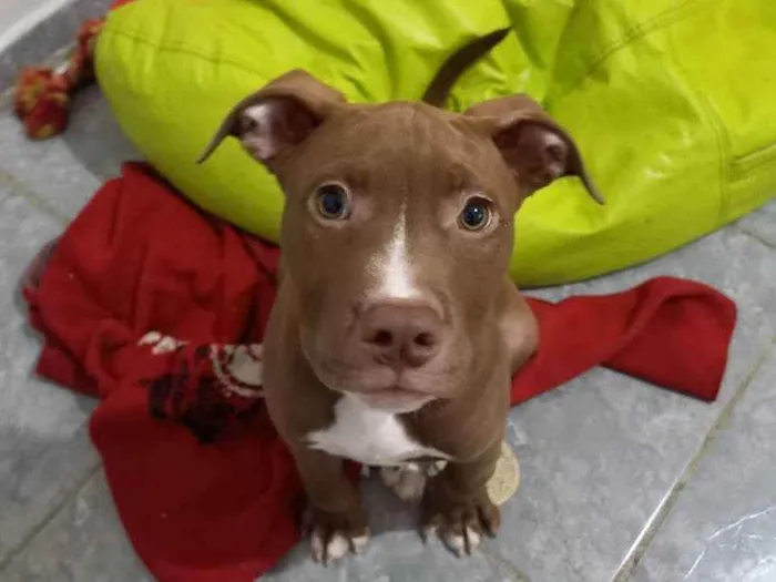 Cachorro ra a Pitbull Terrier  idade 2 a 6 meses nome Pitbull Terrier 