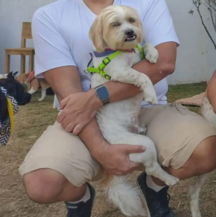 Cachorro ra a Srd idade 5 anos nome DENNY