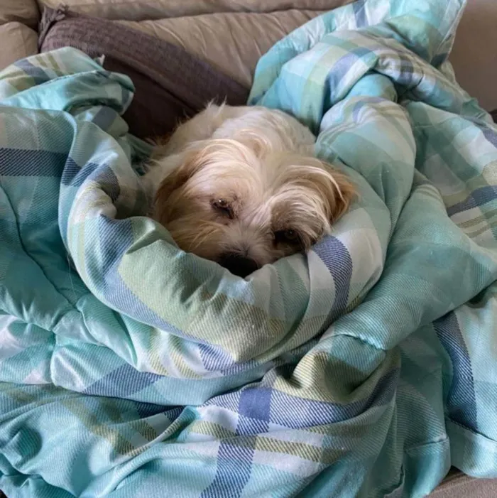 Cachorro ra a Srd idade 5 anos nome DENNY
