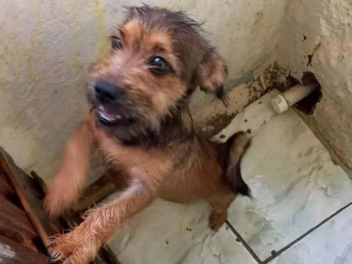 Cachorro ra a Mistura puduo ,com vira lata idade 7 a 11 meses nome Pacoca