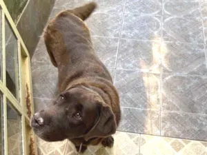 Cachorro raça Labradora  idade 6 ou mais anos nome Zyra