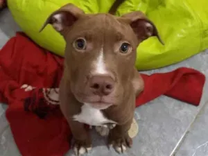 Cachorro raça Pitbull Terrier  idade 2 a 6 meses nome Pitbull Terrier 