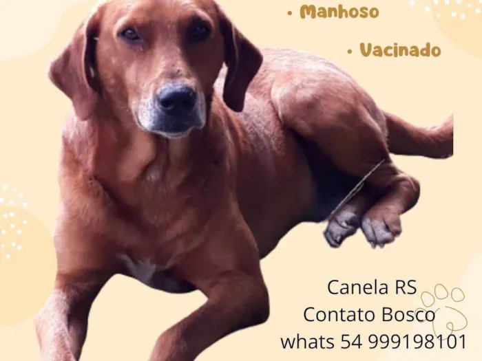 Cachorro ra a Não definida idade 5 anos nome Caramelo