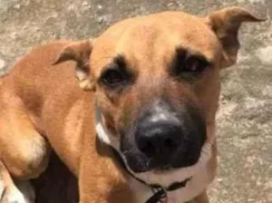 Cachorro raça Misturado com Mustaff idade 2 anos nome Mufasa