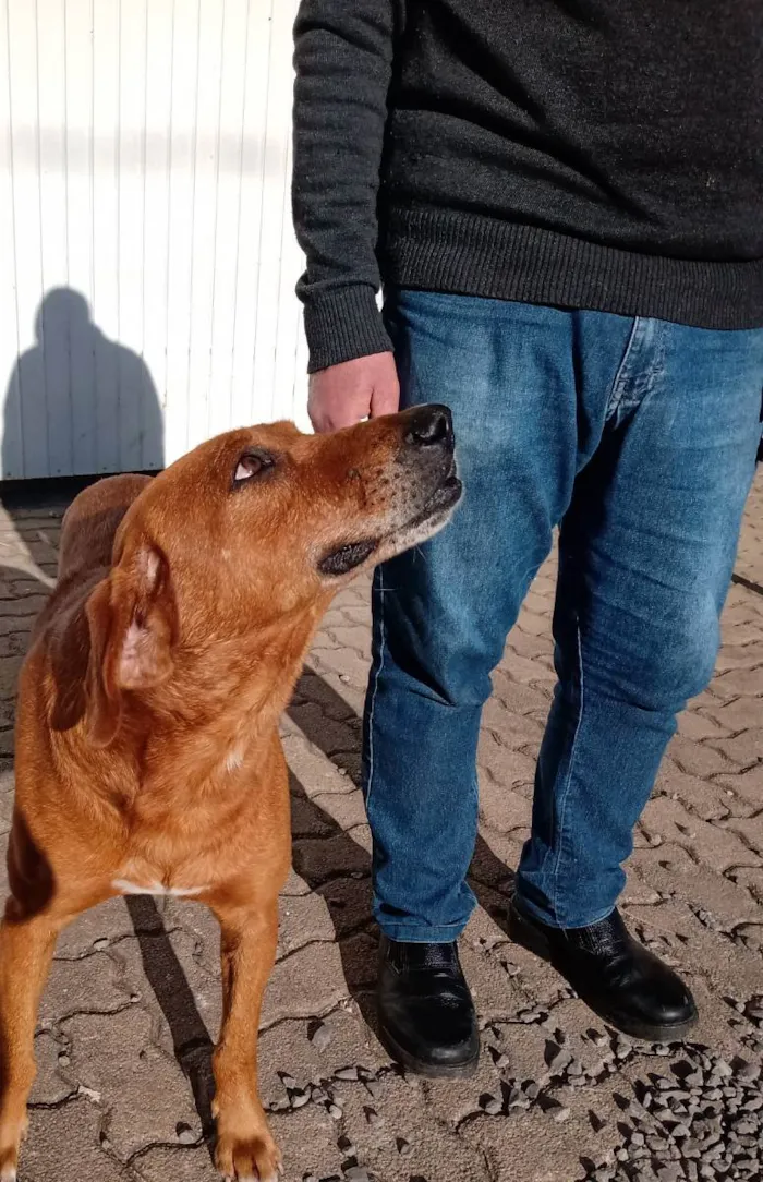 Cachorro ra a Não definida idade 5 anos nome Caramelo