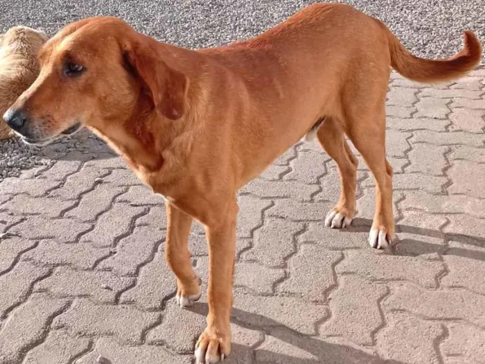 Cachorro ra a Não definida idade 5 anos nome Caramelo