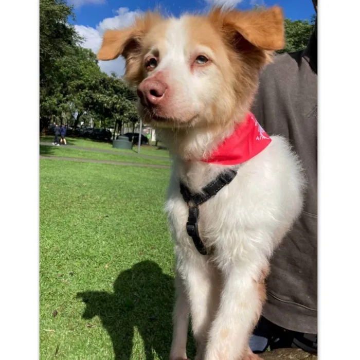 Cachorro ra a SRD idade 6 ou mais anos nome FÁBIO