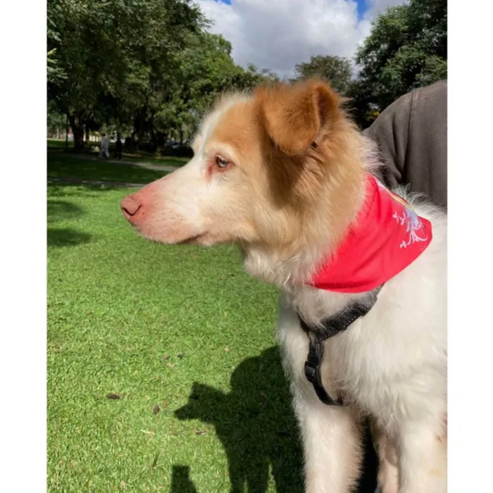 Cachorro ra a SRD idade 6 ou mais anos nome FÁBIO