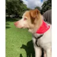 FÁBIO