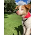 FÁBIO