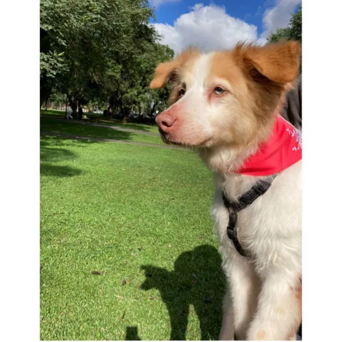 Cachorro ra a SRD idade 6 ou mais anos nome FÁBIO
