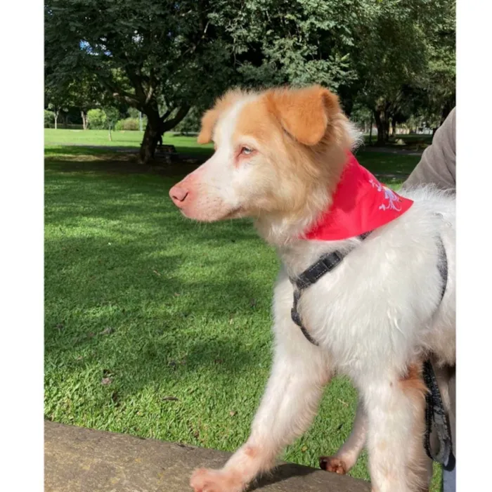 Cachorro ra a SRD idade 6 ou mais anos nome FÁBIO