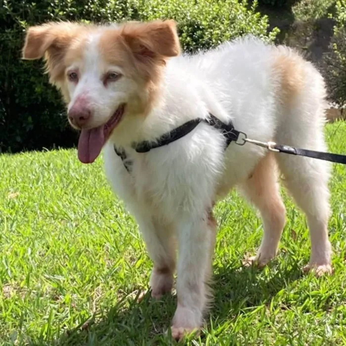 Cachorro ra a SRD idade 6 ou mais anos nome FÁBIO