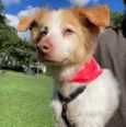 FÁBIO
