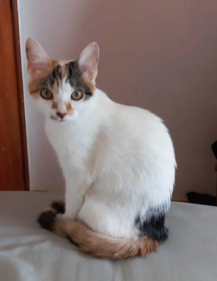 Gato ra a Não sei idade 1 ano nome Sally