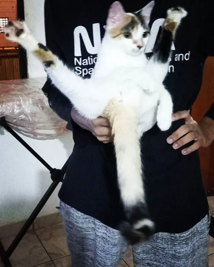 Gato ra a Não sei idade 1 ano nome Sally