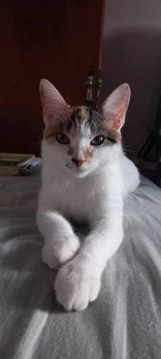 Gato ra a Não sei idade 1 ano nome Sally