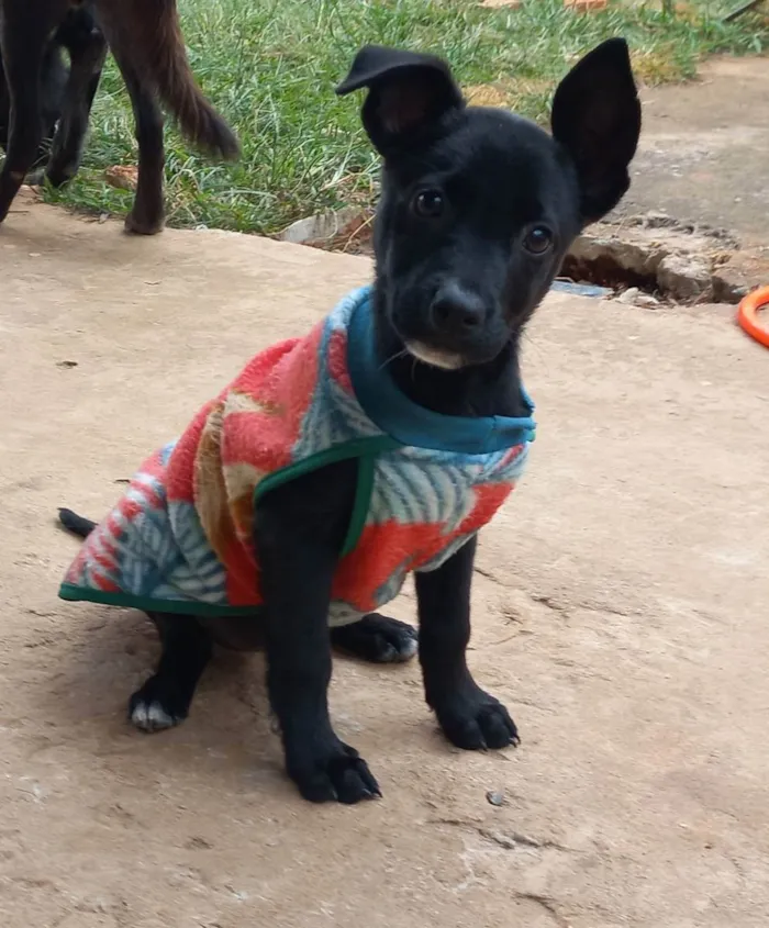 Cachorro ra a S.R.D idade Abaixo de 2 meses nome Sem nome