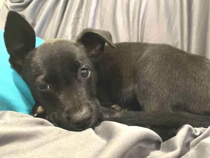 Cachorro ra a S.R.D idade Abaixo de 2 meses nome Sem nome