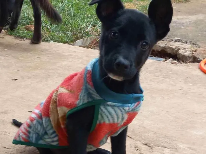 Cachorro ra a S.R.D idade Abaixo de 2 meses nome Sem nome