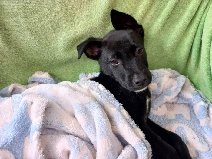 Cachorro ra a S.R.D idade Abaixo de 2 meses nome Sem nome