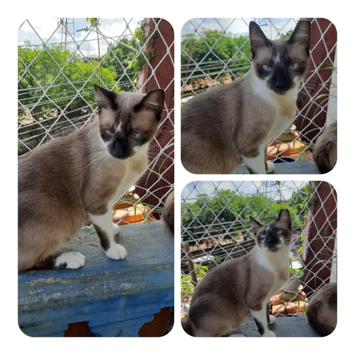 Gato raça SRD idade 1 ano nome Mia